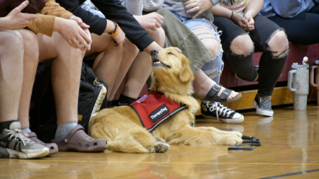 Tora running at Pup Rally